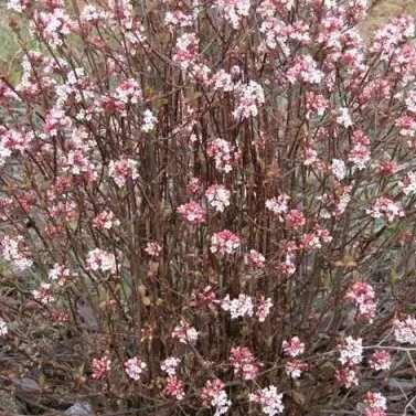 Viburnum x bodnantense 'Charles Lamont' - Kikeleti bangita
