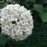 Viburnum carlcephalum -