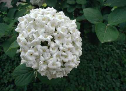 Viburnum carlcephalum -