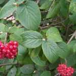 Viburnum lantana - Ostorménbangita