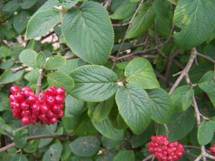 Viburnum lantana - Ostorménbangita