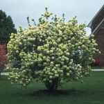 Viburnum macrocephalum 'Sterile' -