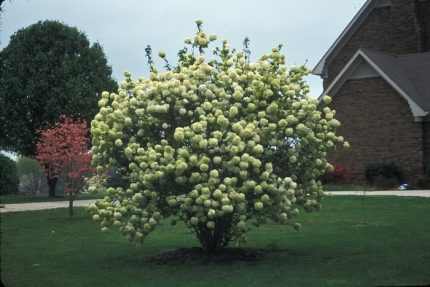 Viburnum macrocephalum 'Sterile' -
