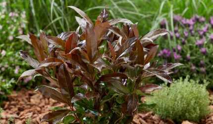 Viburnum odoratissimum 'Coppertop'® -