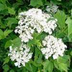 Viburnum opulus 'Compactum' - Kányabangita