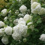 Viburnum opulus ‘Roseum’ – kányabangita
