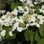Viburnum plicatum 'Klimandjaro' ® - Redős levelű bangita