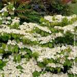 Viburnum plicatum 'Mariesii Great Star'® -