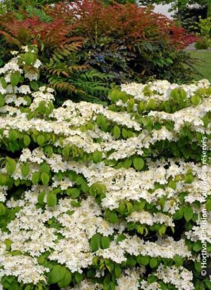 Viburnum plicatum 'Mariesii Great Star'® -