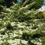 Viburnum plicatum 'Tomentosum' – Redős levelű bangita