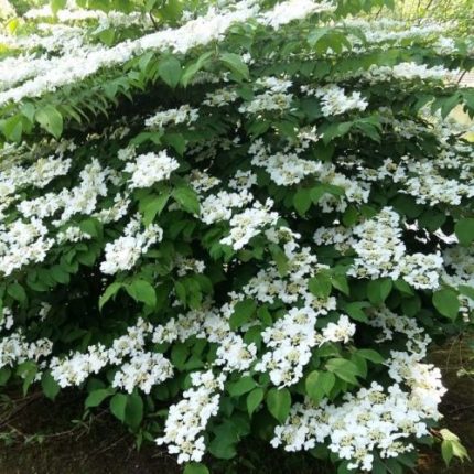 Viburnum plicatum ‘Watanabe’ – redőslevelű bangita