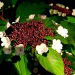 Viburnum sargentii 'Onondaga' - Ázsiai bangita
