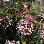 Viburnum tinus 'Gwenllian' – Téli bangita