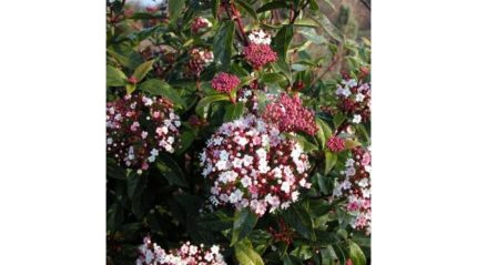 Viburnum tinus 'Gwenllian' – Téli bangita