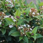 Viburnum tinus ‘Eve Price’ – téli bangita