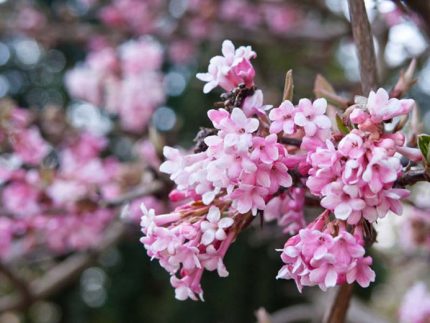 Viburnum x bodnantense 'Dawn'
