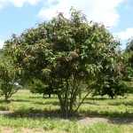 Viburnum x rhytidophylloides'Willowwood' - Ráncos levelű bangita