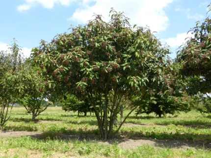Viburnum x rhytidophylloides'Willowwood' - Ráncos levelű bangita