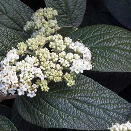 Viburnum x rhytidophylloides 'Holland' - Ráncos levelű bangita