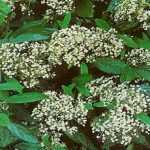 Viburnum × rhytidophyllum - Ráncos levelű bangita