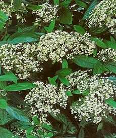 Viburnum × rhytidophyllum - Ráncos levelű bangita