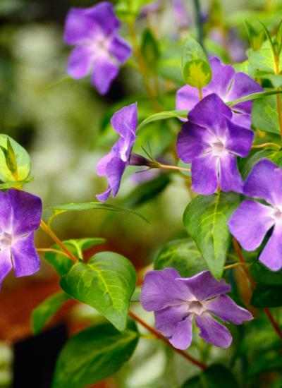 Vinca major 'Maculata' - Nagy meténg