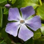 Vinca major  - Nagy meténg