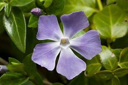 Vinca major  - Nagy meténg