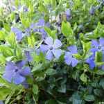 Vinca minor 'La Grave' - Kis meténg