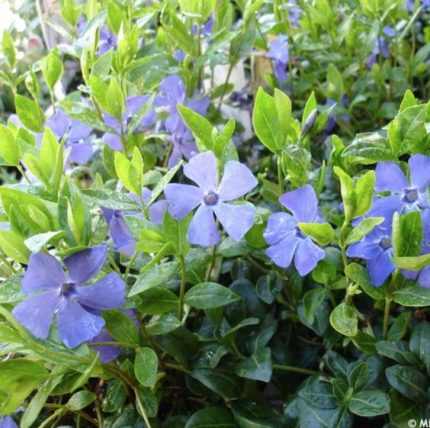 Vinca minor 'La Grave' - Kis meténg