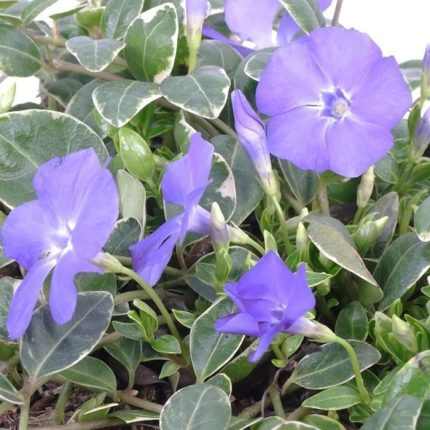 Vinca minor 'Ralph Shugert' - Fehér levélszegélyű kis meténg