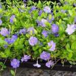 Vinca minor   - Kis meténg