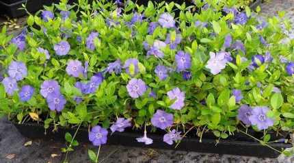 Vinca minor   - Kis meténg