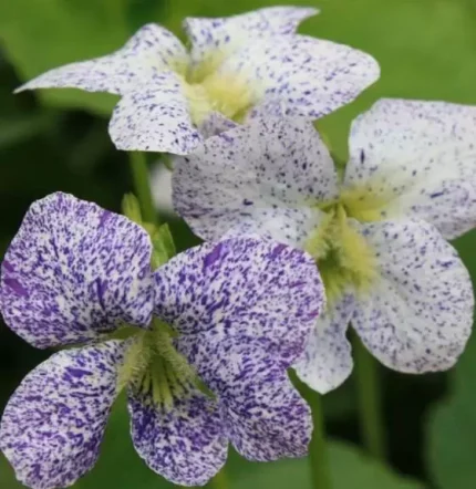 Viola sororia 'Freckles' (Csíkos árvácska)