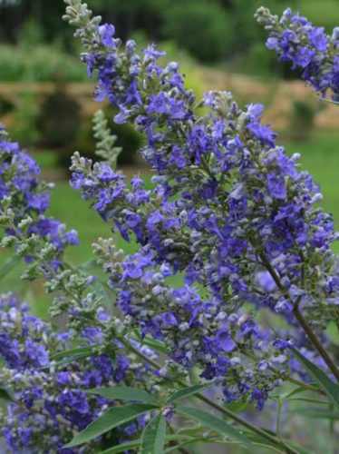 Vitex agnus-castus - Barátcserje