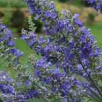 Vitex agnus-castus - Barátcserje