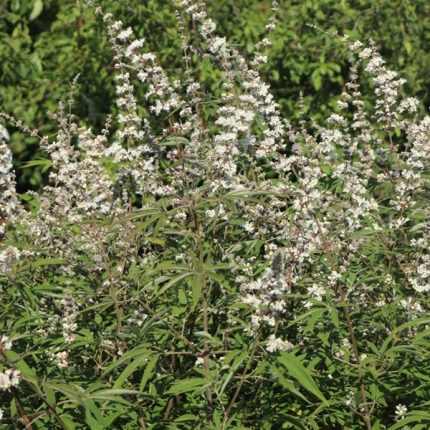 Vitex agnus-castus 'Alba' - Fehér virágú barátcserje