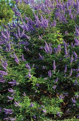 Vitex agnus-castus 'Blue Diddley'® - Törpe barátcserje