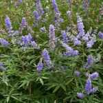 Vitex agnus-castus 'Blue Puffball'® - Törpe barátcserje