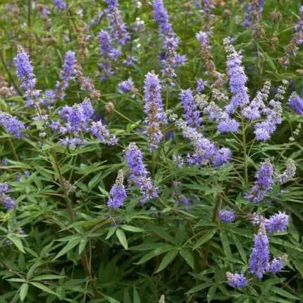 Vitex agnus-castus 'Blue Puffball'® - Törpe barátcserje