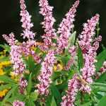 Vitex agnus-castus 'Galactic Pink'® - Rózsaszín virágú barátcserje