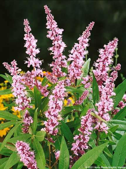Vitex agnus-castus 'Galactic Pink'® - Rózsaszín virágú barátcserje