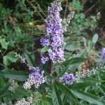 Vitex agnus-castus 'Laciniata' - Szeldelt levelű barátcserje