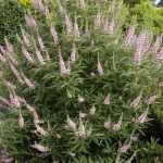 Vitex agnus-castus 'Santamaria' - Rózsaszín virágú barátcserje