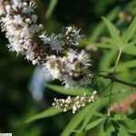 Vitex agnus-castus 'Silver Spire' - Fehér virágú barátcserje