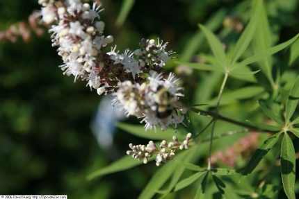 Vitex agnus-castus 'Silver Spire' - Fehér virágú barátcserje