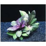 Vízi lobélia - Lobelia cardinalis akváriumi növény