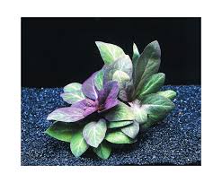 Vízi lobélia - Lobelia cardinalis akváriumi növény