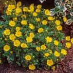 Waldsteinia ternata (Indás berkipimpó)