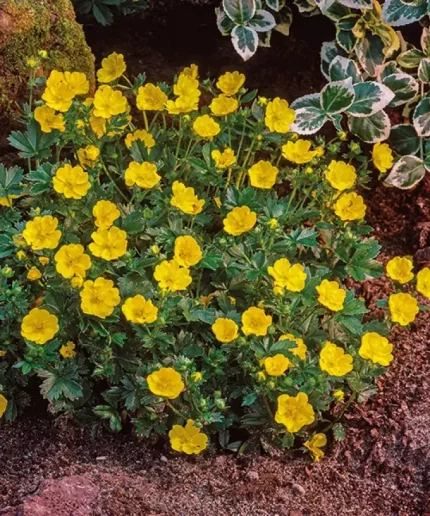 Waldsteinia ternata (Indás berkipimpó)